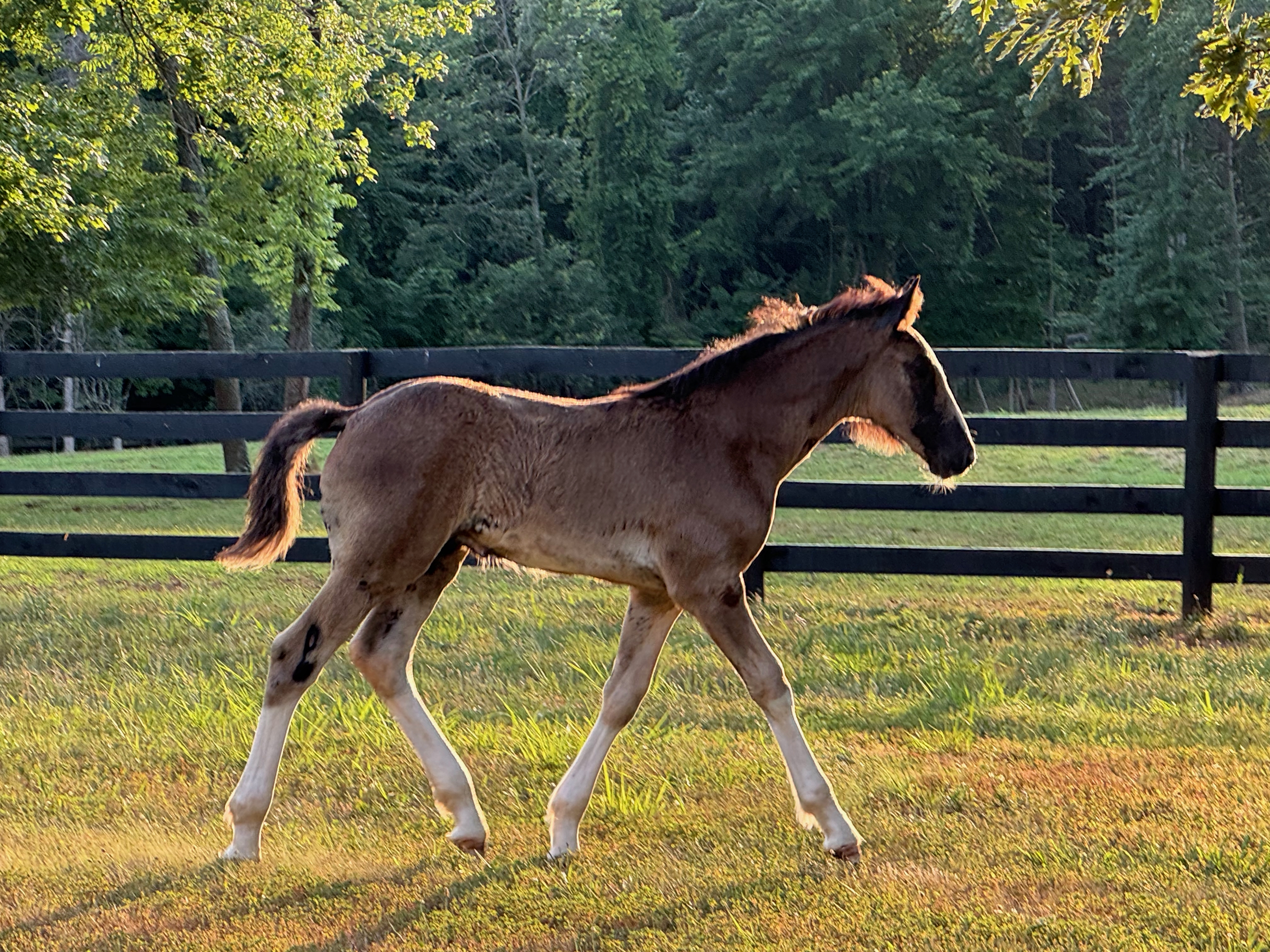 Ulysses trotting off